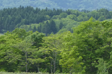 目指している水源の森の将来(イメージ)