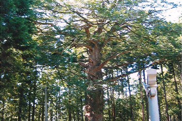 赤泊地区 大椋神社 大榧