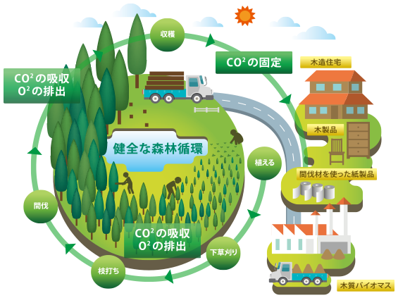 健全な森林循環のサイクル