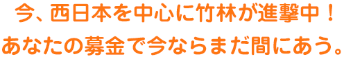 今、西日本を中心に竹林が進撃中！あなたの募金で今ならまだ間にあう。