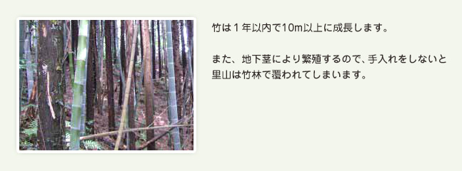 竹は１年以内で10m以上に成長します。また、地下茎により繁殖するので、手入れをしないと里山は竹林で覆われてしまいます。