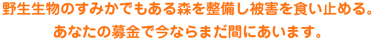 野生生物のすみかでもある森を整備し被害を食い止める。あなたの募金で今ならまだ間にあいます。